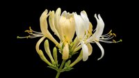Honeysuckle flowers isolated on transparent background, ready for t-shirt design, clipart, stickers, sublimation and print-on-demand projects.