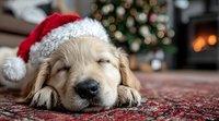 Sleepy golden retriever puppy wearing Santa hat napping on carpet with Christmas tree and fireplace in background.