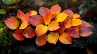 Vibrant orange and red plumeria flowers with water droplets on petals against dark stone and moss, creating dramatic natural contrast in garden setting.