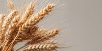 Ripe wheat ears with golden grain stalks isolated on neutral background, ready for agricultural, food industry, and harvest-themed design projects.