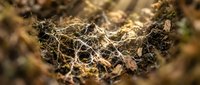 Intricate network of dried twigs, branches and organic debris creating natural woodland floor texture for environmental and nature design projects.