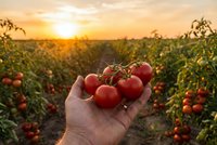 Fresh ripe tomatoes in farmer hand at sunset in agricultural field. Organic harvest concept for healthy eating and sustainable farming practices.