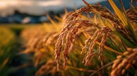 Golden rice grains on stalks in paddy field at sunset, agricultural landscape showing mature crop ready for harvest.