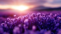 Purple lavender field blooming at golden sunset with soft bokeh effect and warm sunlight creating dreamy atmosphere for relaxation and aromatherapy concepts.