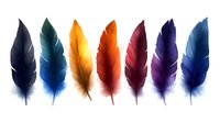 Colorful bird feathers arranged in rainbow spectrum on white background, featuring black, blue, yellow, orange, burgundy, purple and navy plumes for design projects.