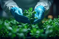 Scientist in protective gloves examining young green plant seedling in research laboratory, biotechnology and agricultural science concept for sustainable growth.