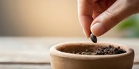 Close-up of Caucasian hand planting seed in small terracotta pot with soil, natural light creating warm atmosphere for gardening and plant cultivation.