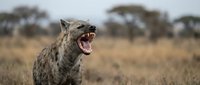 Spotted hyena baring teeth and snarling in African savanna grassland with acacia trees in background during golden hour wildlife photography.