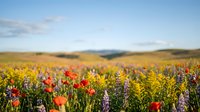 Vibrant wildflower meadow with colorful blooms stretching across rolling hills under blue sky. Natural landscape for spring and summer designs.