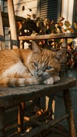 Orange tabby kitten resting on rustic wooden chair in warm sunlight with autumn leaves creating cozy outdoor scene for pet and seasonal content.