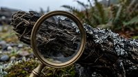 Magnifying glass examining weathered tree bark texture in natural forest environment for scientific research and nature exploration studies.