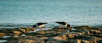 Two shorebirds feeding on rocky coastline during golden hour with turquoise ocean waves in background. Wildlife photography capturing natural behavior and habitat.