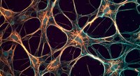 Neural network connections with glowing synapses and dendrites creating intricate pathways for medical research and neuroscience education concepts.