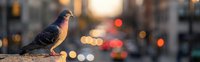 Urban pigeon perched on ledge with blurred city street lights and traffic bokeh background during golden hour sunset creating warm atmospheric mood.