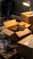 Tabby cat sitting in cardboard box surrounded by moving boxes and desk lamp in cozy home relocation scene for pet ownership and moving day concepts.