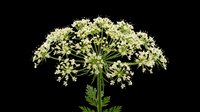 Delicate Queen Anne's lace flower with umbrella-shaped white and green blooms isolated on transparent background. Ready for clipart, t-shirt design, stickers, sublimation, and print-on-demand projects.