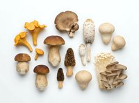 Assorted edible mushrooms including chanterelles, porcini, oyster and button varieties arranged on white background for culinary and food styling use.