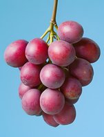 Fresh red grapes cluster hanging on vine stem against blue sky background, ripe juicy fruit ready for harvest, healthy organic produce for winery.