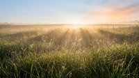 Golden sunrise illuminates vast grain field with morning mist and dew-covered crops, ideal for agriculture and harvest themes.