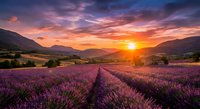 Lavender field at sunset with purple flowers in rows, mountains and dramatic colorful sky. Rural landscape for aromatherapy and agriculture concepts.