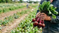 Farmer holding fresh harvested red beets with green leafy tops in agricultural field during daytime crop collection and farming operations.