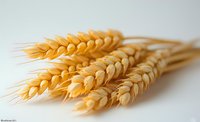 Golden wheat ears on white background, fresh harvested cereal crop with detailed grain texture, agricultural produce showing natural food ingredients.