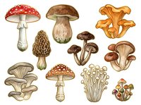 Edible and poisonous mushroom varieties illustrated in vintage botanical style. Includes amanita, porcini, chanterelle, oyster and other fungi species for educational, culinary and nature reference use.