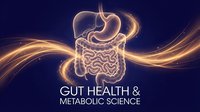 Glowing digestive system with golden light trails on dark blue background, representing gut health and metabolic science concepts for medical education.