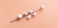 Cotton branch with soft white fluffy bolls on brown stem against peachy pink background, minimal natural composition for spa, wellness and beauty design.