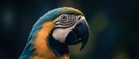 Vibrant blue and gold macaw parrot head portrait with striking feather details and curved black beak against dark blurred background for wildlife photography.