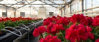 Vibrant red geranium flowers blooming in commercial greenhouse with automated irrigation system for horticultural production and plant cultivation business.