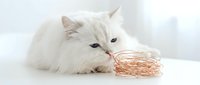 White fluffy cat playing with woven straw toy on white surface, isolated on light background for pet care and animal content.