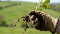 Gardener wearing work gloves holding soil with plant roots and green foliage, agricultural and farming concept for sustainable growing and cultivation.
