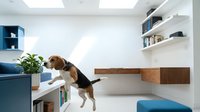 Playful beagle dog jumping in a bright modern living room with white walls, shelves, and a wooden desk, capturing pet energy at home.