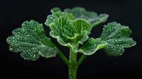 Fresh green cabbage leaves covered with morning dew drops against dark background. Natural macro photography showing plant details and water droplets.