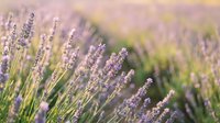 Purple lavender flowers blooming in field during golden hour sunset with soft bokeh background for aromatherapy spa wellness natural organic products.