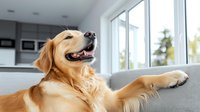 Happy golden retriever dog relaxing on grey couch in modern bright living room, looking up with joyful expression and friendly smile, natural window light.