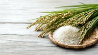 Fresh rice grains in wooden bowl with green rice plant stalks on rustic white wooden background for healthy cooking and organic food concepts.
