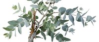 Eucalyptus branch with green leaves and stems isolated on white background, ready for design projects, botanical illustrations, and decorative applications.