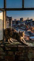 Tabby cat stretching on weathered brick windowsill overlooking urban cityscape at dusk, golden hour lighting illuminating fur, industrial window frame, downtown skyline with illuminated buildings in background.