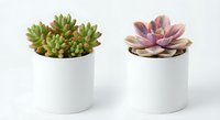 Two colorful succulent plants in white ceramic pots on clean background for home decor and gardening projects.