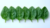 Fresh green spinach leaves arranged in neat row on white background, organic healthy vegetable ingredient for cooking and salads, isolated food photography.
