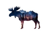 Double exposure silhouette of moose with starry night sky, mountain range and pine forest landscape inside, artistic nature composition on white background.
