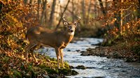 White-tailed deer buck with antlers standing by flowing stream surrounded by golden autumn foliage and woodland vegetation in natural habitat.