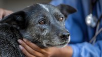 Senior black dog with gray muzzle at veterinary clinic, being examined by doctor in blue scrubs, showing calm expression during health checkup.