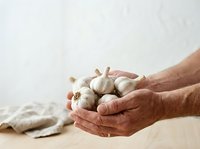 Senior male hands holding fresh garlic bulbs on wooden surface with neutral background, suitable for cooking, food preparation, organic produce, and culinary content.