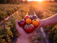 Fresh heirloom tomatoes cradled in hands during golden hour harvest at organic farm with warm sunset light creating magical agricultural moment.