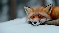 Sleepy red fox resting on fresh white snow during winter, close-up portrait with closed eyes showing peaceful expression in natural forest environment.
