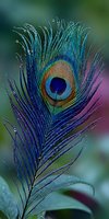 Vibrant peacock feather with iridescent blue and green plumage displaying natural eye pattern against soft blurred background with water droplets.