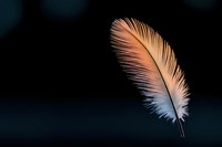 Delicate white feather with soft pink and orange highlights floating against dark background, creating ethereal mood for spiritual and wellness designs.